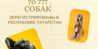 Более 70 тысяч собак получили официальный статус!  - Главное управление ветеринарии