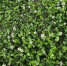 Рву мокрицу и запираю в ведре с водой — через пару часов готово удобрение не хуже магазинного - PRO Город Владимир