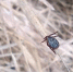 В Курской области количество заболевших боррелиозом увеличилось до 26 - РИА Курск