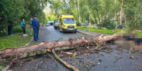 В Ярославле упавшее дерево насмерть придавило человека - YarNews.Ru