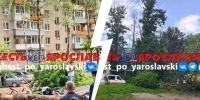 Упавшее дерево убило ярославца | Источник: Жесть Ярославль / Max - 76.Ru