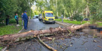 В Ярославле на человека упало дерево - Комсомольская Правда