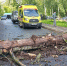 В Ярославле упавшее дерево насмерть придавило человека_320987 - YarCube.Ru