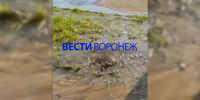 Сквер в Коминтерновском районе Воронежа затопило из-за утечки на водоводе - ГТРК Воронеж