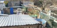 Прокуратура требует закрыть частный приют для животных в Калининграде - Комсомольская правда