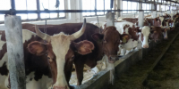 В Карелии расширяют производство молочной продукции сразу на трёх площадках - StolicaOnego.Ru