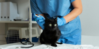 В Приамурье простерилизовали больше тысячи питомцев со скидкой - gtrkamur.ru - ГТРК Амур