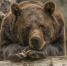 Медведь - Bankfax.Ru