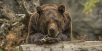 Медведь - Bankfax.Ru