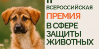 Стартовал прием заявок на премию для тех, кто меняет жизнь животных к лучшему - Общественная палата