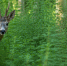 В заказнике Степном Оконешниковского района самец косули вызвал на дуэль охотинспектора - 12 канал