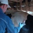 💉 Осенняя вакцинация на Ибрайкинском ветучастке: защищаем животных! 🐄 - Аксубаевский район