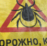 В Новосибирской области за неделю клещи покусали почти 200 человек - Gorsite.Ru