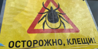 В Новосибирской области за неделю клещи покусали почти 200 человек - Gorsite.Ru