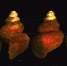 Раковины Frigidoalvania krylovae. ©Journal of Marine Systems - СПбГУ