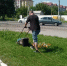 В микрорайоне Новосиликатный продолжаются работы по благоустройству и озеленению территории - Администрация г. Барнаул