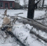 В Наровчатском районе вынесли приговор после гибели мужчины от падения дерева - SMI58.Ru
