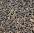 Центр защиты леса Иркутской области продолжает оценивать качество семян лесных растений - Рослесозащита Иркутской области