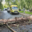 дерево упало - Рыбинские Известия