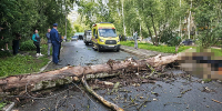 дерево упало - Рыбинские Известия