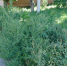  Амброзия угрожает здоровью и урожаю — действуй сейчас!. - Городской округ Бердянск