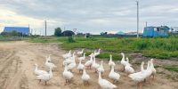 Сжечь потроха и вымыть обувь: курганцам озвучили строгие правила охоты в сезон птичьего гриппа - Область 45