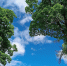 Орловцев приглашают на Яблочный Спас в Спасское-Лутовиново - InfoOrel.Ru