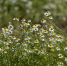 Фото: ПАИ - InformPskov.Ru