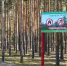 Четвертый класс пожароопасности лесов и торфяников ожидается местами на территории Нижегородской области - Администрация г. Нижний Новгород