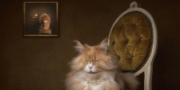 Сразу видно: не принцесса, а королевна | Источник: Mirka Koot / International Pet Photography Awards 2026 - 29.Ru