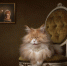 Сразу видно: не принцесса, а королевна | Источник: Mirka Koot / International Pet Photography Awards 2026 - 76.Ru