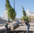 В центре Кургана высадили 7 новых сибирских елей - Kurgan.Ru