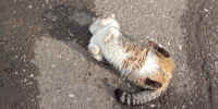 кот, кошка - Сетевое издание Арбуз