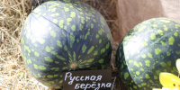 berez - Сетевое издание Арбуз