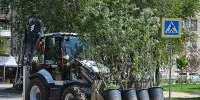 Проспект Металлургов украсили порядка 170 деревьев - Город Волгоград