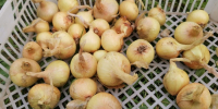 репчатый лук в ящике - ИА Nord-News.Ru