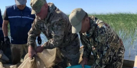 В Астраханской области выпустили огромное количество рыбы, которую можно будет ловить - Bloknot-Astrakhan.Ru