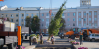 На центральной площади Кургана высаживают привезённые из Златоуста ели - Новый мир