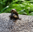 Томская лягушка-путешественница попала в карту рекордов России - 1-LINE