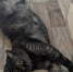 Кошка шотландской породы / Фото: amic.ru - ИА Амител