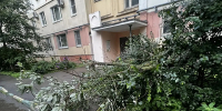 На улице Белкина в Туле из-за сильного ветра упало дерево - ИА Тульская служба новостей