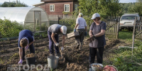 Копайте картофель в эти августовские даты: так клубни не сгниют в погребе и останутся твердыми до самой весны - ProGorodNN.Ru