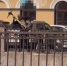 В Петербурге мужчина скинул в реку четыре электросамоката - Комсомольская правда