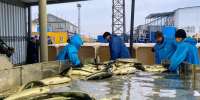 Вылов лососей на Камчатке приближается к 50 тысячам тонн. МКУ Информационный медиацентр - ИА Камчатка