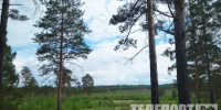 Сезон охоты на барсука стартует в Приамурье - Teleport2001.Ru
