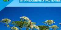 Избавляйтесь от инвазивных растений! - Беловский район