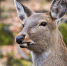 339ywqtx70cefyw608ggm8h3zi25hxzp.jpg - Primorye24.Ru