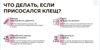 Профилактика инфекций, передающихся клещами - Роспотребнадзор