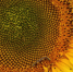 Сигнализационное сообщение о хлопковой совке - Бековский район