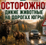 Осторожно: дикие животные на дорогах Югры! - Администрация Октябрьского района
